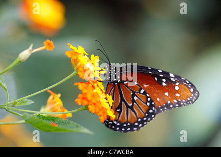 Königin Schmetterling (Danaus Gilippus) Fütterung auf eine Blume gelb und orange. Stockfoto