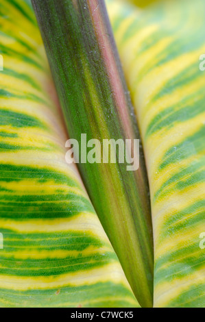 CANNA Lily Pflanzen indische Schuss nahe Schuss von Blatt und Stamm, Norfolk, UK, September Stockfoto