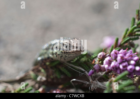 Vivipare Eidechse Stockfoto