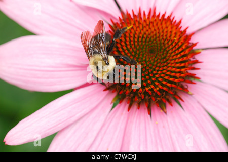 Hummel (Bombus SP.) auf einen Sonnenhut (Echinacea sp.) Stockfoto