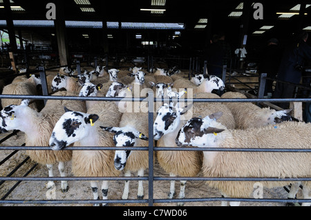 Schafe zur Versteigerung, Hawes Mart, UK, September Stockfoto