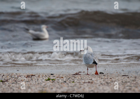 Lachmöwe am Strand Stockfoto