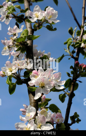 Apfelbaum in voller Blüte rosa Blüte Blumen Blau Himmel Frühling Malus domestica Stockfoto