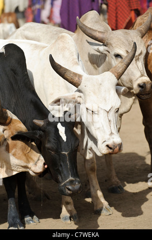 Vieh auf einem Wochenmarkt statt durch die Masai, Meserani, Tansania. Stockfoto