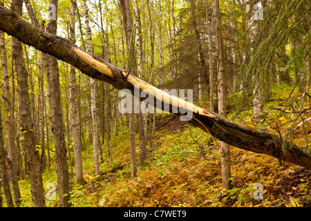 ANCHORAGE, ALASKA, USA - Baumrinde durch die Fütterung von Elch, Kincaid Park entfernt. Stockfoto