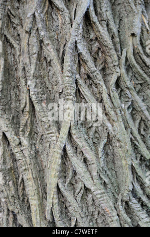 Süße Kastanien, Castanea Sativa, Stamm Rinde von ausgewachsenen Baum, Norfolk, Uk, September Stockfoto