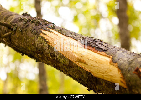 ANCHORAGE, ALASKA, USA - Baumrinde durch die Fütterung von Elch, Kincaid Park entfernt. Stockfoto