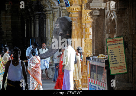 Tempel-Elefant im Inneren Perur Patteeswara Swamy Tempel Coimbatore Tamil Nadu Indien Vorsitzende Gottheit Shiva Swayambu Lingam idol Stockfoto