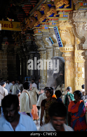 Tempel-Elefant im Inneren Perur Patteeswara Swamy Tempel Coimbatore Tamil Nadu Indien Vorsitzende Gottheit Shiva Swayambu Lingam idol Stockfoto