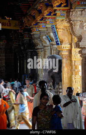 Tempel-Elefant im Inneren Perur Patteeswara Swamy Tempel Coimbatore Tamil Nadu Indien Vorsitzende Gottheit Shiva Swayambu Lingam idol Stockfoto