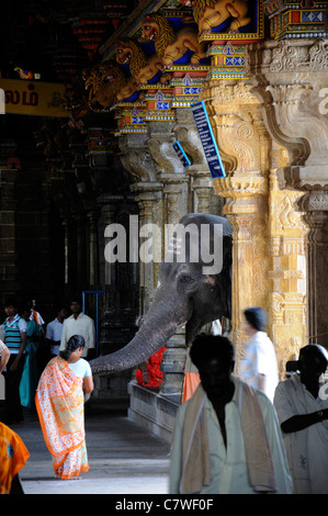 Tempel-Elefant im Inneren Perur Patteeswara Swamy Tempel Coimbatore Tamil Nadu Indien Vorsitzende Gottheit Shiva Swayambu Lingam idol Stockfoto