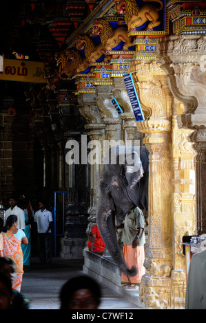 Tempel-Elefant im Inneren Perur Patteeswara Swamy Tempel Coimbatore Tamil Nadu Indien Vorsitzende Gottheit Shiva Swayambu Lingam idol Stockfoto