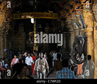 Tempel-Elefant im Inneren Perur Patteeswara Swamy Tempel Coimbatore Tamil Nadu Indien Vorsitzende Gottheit Shiva Swayambu Lingam idol Stockfoto