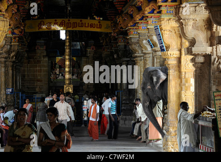 Tempel-Elefant im Inneren Perur Patteeswara Swamy Tempel Coimbatore Tamil Nadu Indien Vorsitzende Gottheit Shiva Swayambu Lingam idol Stockfoto