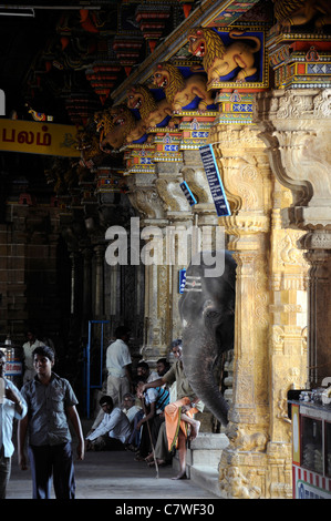 Tempel-Elefant im Inneren Perur Patteeswara Swamy Tempel Coimbatore Tamil Nadu Indien Vorsitzende Gottheit Shiva Swayambu Lingam idol Stockfoto