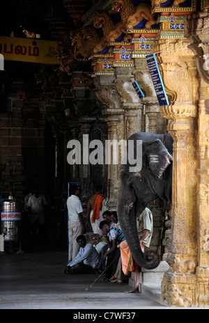 Tempel-Elefant im Inneren Perur Patteeswara Swamy Tempel Coimbatore Tamil Nadu Indien Vorsitzende Gottheit Shiva Swayambu Lingam idol Stockfoto