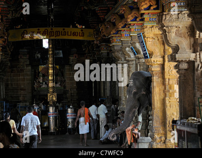 Tempel-Elefant im Inneren Perur Patteeswara Swamy Tempel Coimbatore Tamil Nadu Indien Vorsitzende Gottheit Shiva Swayambu Lingam idol Stockfoto