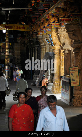 Tempel-Elefant im Inneren Perur Patteeswara Swamy Tempel Coimbatore Tamil Nadu Indien Vorsitzende Gottheit Shiva Swayambu Lingam idol Stockfoto