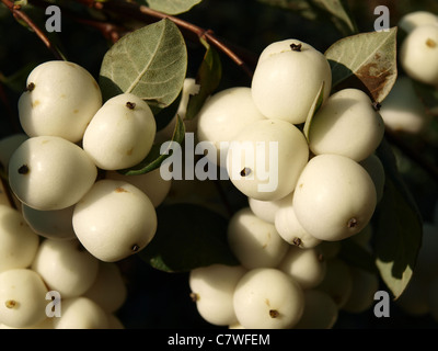 Lämpchen aus einem Busch bei strahlendem Sonnenschein. Stockfoto