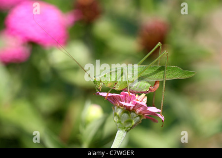 Gabel-tailed Bush Grashuepfer auf Zinnia Blume Stockfoto