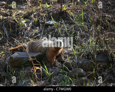 Bauche Murmeltier (Marmota Flaviventris). Aufgenommen in der Nähe von Undine Falls im Yellowstone National Park. Stockfoto