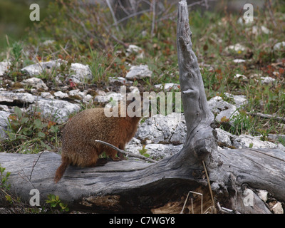 Bauche Murmeltier (Marmota Flaviventris). Aufgenommen in der Nähe von Mammoth im Yellowstone National Park. Stockfoto