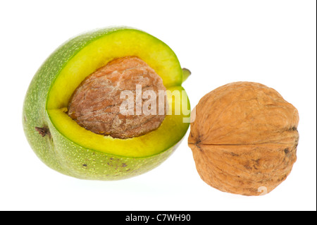 Reife Walnüsse in grüne Schale isoliert auf weißem Hintergrund Stockfoto