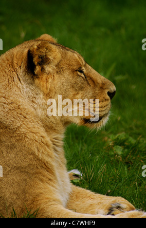 Asiatische Löwin entspannend Stockfoto