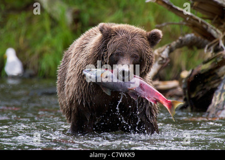 Ein braun oder Grizzly Bear, Chugach National Forest, in der Nähe von Seward, Alaska. Stockfoto