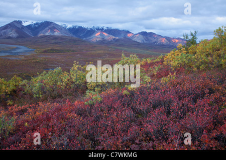 Farben des Herbstes in Polychrome Pass, Denali-Nationalpark, Alaska. Stockfoto