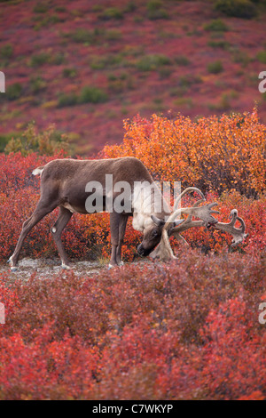 Bull Caribou, Denali-Nationalpark, Alaska. Stockfoto