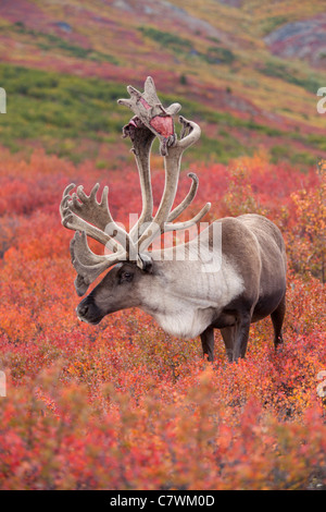 Bull Caribou, Denali-Nationalpark, Alaska. Stockfoto