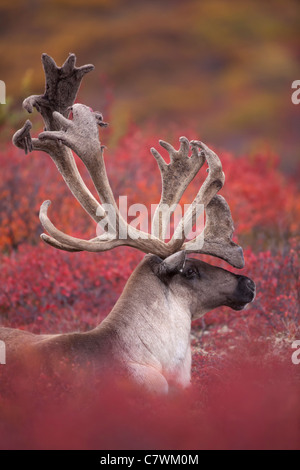 Bull Caribou, Denali-Nationalpark, Alaska. Stockfoto