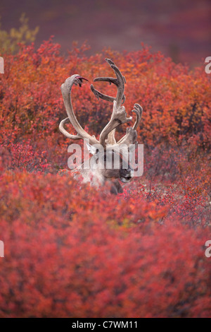 Bull Caribou, Denali-Nationalpark, Alaska. Stockfoto