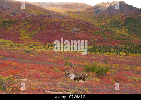 Bull Caribou, Denali-Nationalpark, Alaska. Stockfoto