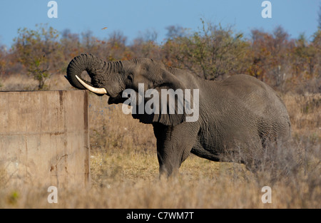 Elefant aus Betondamm trinken Stockfoto