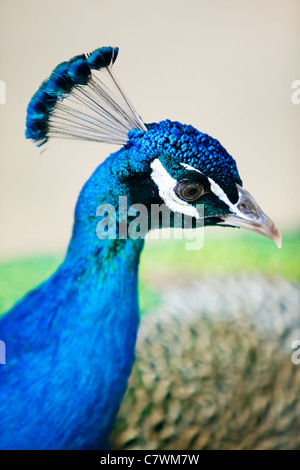 Detail der Peacocks Kopf und Hals aus Profil Stockfoto
