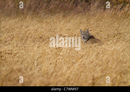 Wilden Luchs, Denali-Nationalpark, Alaska. Stockfoto