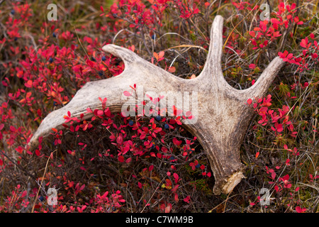 Elch Geweih, Denali-Nationalpark, Alaska. Stockfoto