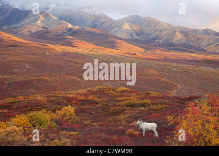 Der Dallschafe, Polychrome Pass, Denali Nationalpark, Alaska. Stockfoto