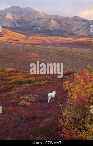 Der Dallschafe, Polychrome Pass, Denali Nationalpark, Alaska. Stockfoto