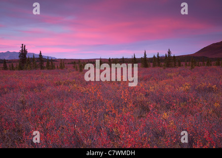 Sonnenuntergang am Teklanika, Denali-Nationalpark, Alaska. Stockfoto