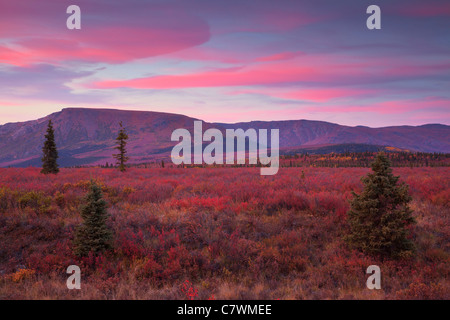 Sonnenuntergang am Teklanika, Denali-Nationalpark, Alaska. Stockfoto