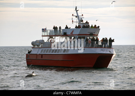 Whale watching Boot und Zwergwal (aka weniger Rorqual) in Faxa Bay vor der Küste von Reykjavik, die Hauptstadt von Island. Stockfoto