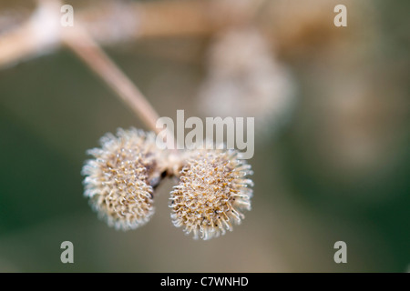 Klettenlabkraut oder Cleavers; Galium Aparine; Cornwall; UK Stockfoto