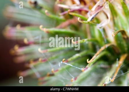 Die große Klette; Arctium Lappa; Cornwall; UK Stockfoto