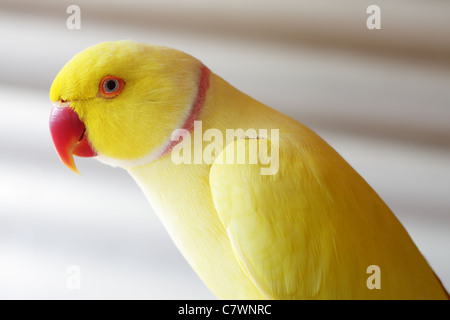 Indische Ringneck Papagei Portrait, Seitenansicht, in der Nähe von Fenstern und Sunglight Stockfoto