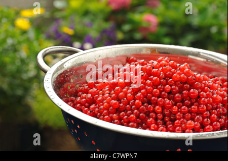 Frische rote Johannisbeere Beeren mit Wassertropfen im Sieb - outdoor Stockfoto