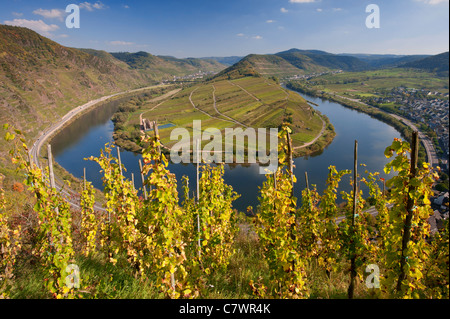 Blick auf enge Biegung im Fluss Mosel mit Weinbergen im Vordergrund Bremm Dorf Moseltal Deutschland Stockfoto