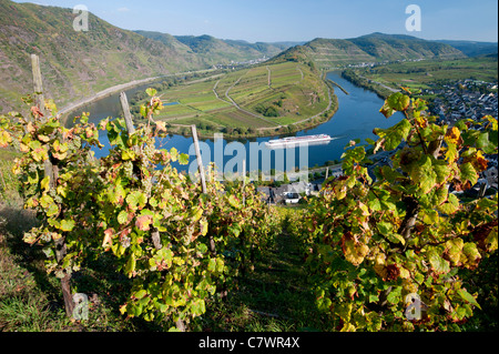 Blick auf enge Biegung im Fluss Mosel mit Weinbergen im Vordergrund Bremm Dorf Moseltal Deutschland Stockfoto